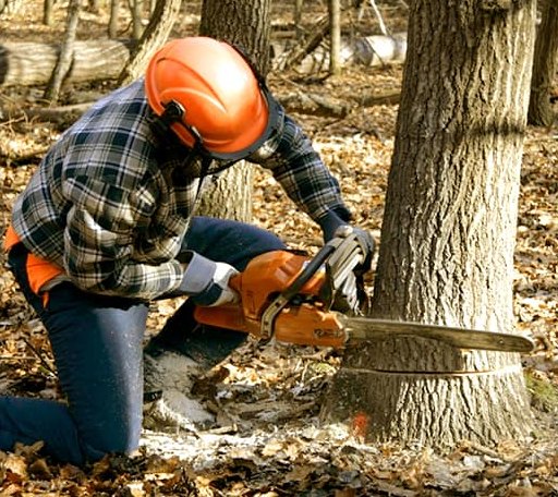 Tree Removal in Granby, VT